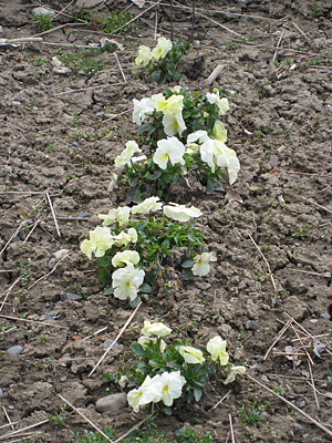 pansy unmulched